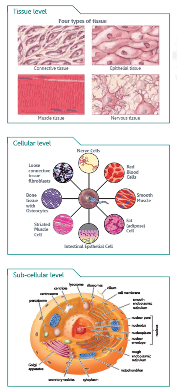 Bio-IVL-figure02-updated